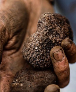 Truffles Out Of The Ground