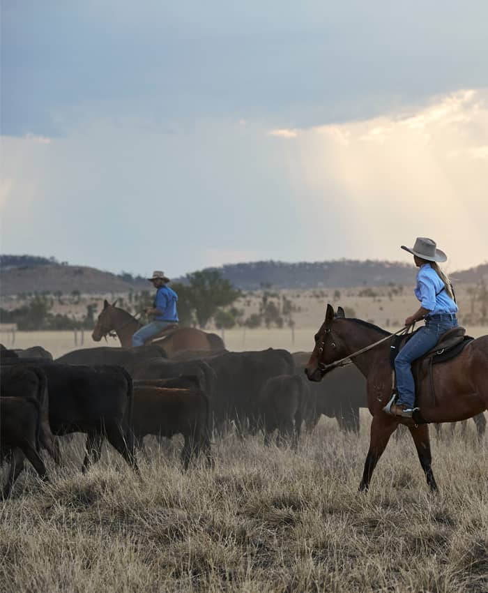 Introducing Westholme Wagyu Haverick Meats