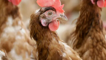 Chicken shortage in Australia continues