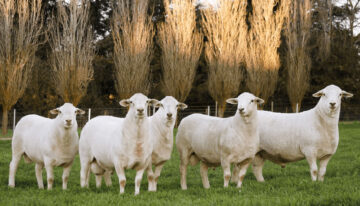 Australian White Sheep - Margra Lamb